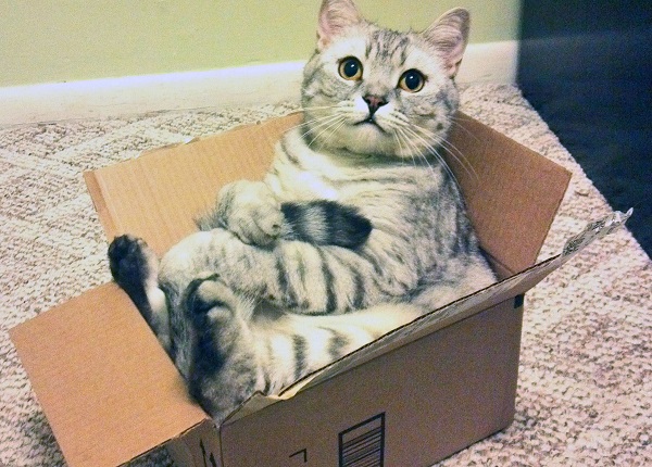 Os gatos adoram se esconder em caixas por um motivo muito específico (que talvez você não saiba)