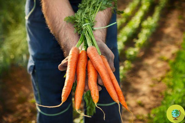 Comment faire pousser des carottes en pot, dans le potager et à partir de déchets