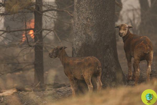 Apocalipse na Austrália: o número de animais selvagens mortos nos incêndios ultrapassa um bilhão