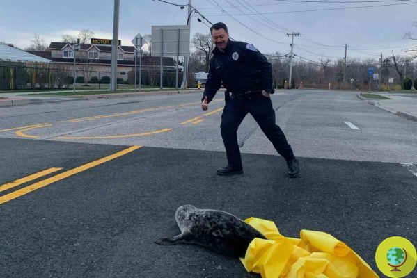 What's a baby seal doing in New York traffic? Miraculously saved by the agents