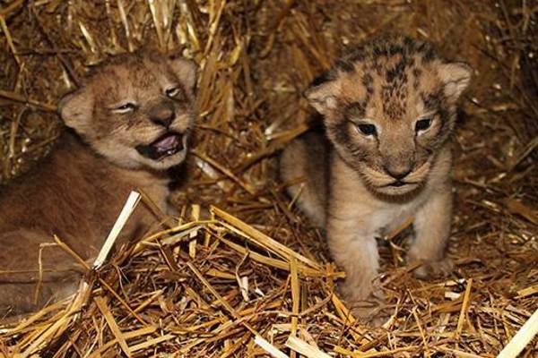 El zoológico sueco que mató a 9 cachorros de león porque eran redundantes