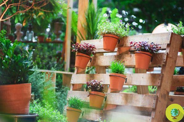 How to prepare your garden for winter: here are the do-it-yourself tips