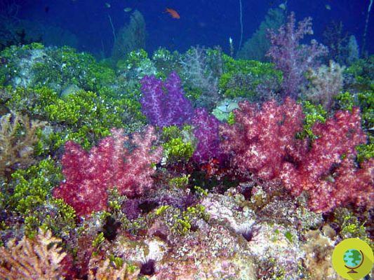 El arrecife de coral se redujo a la mitad en solo 27 años