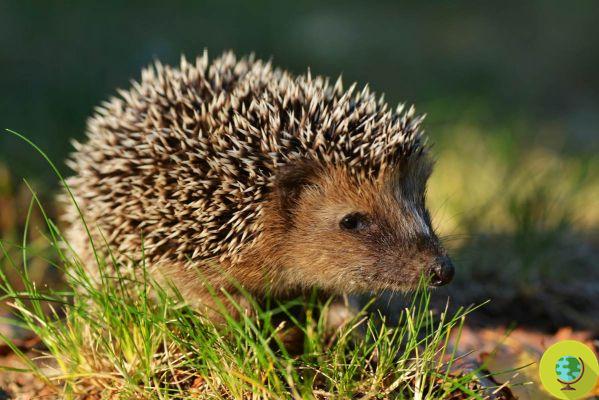 Hedgehogs: they are endangered. When we find one wounded, let's save him!