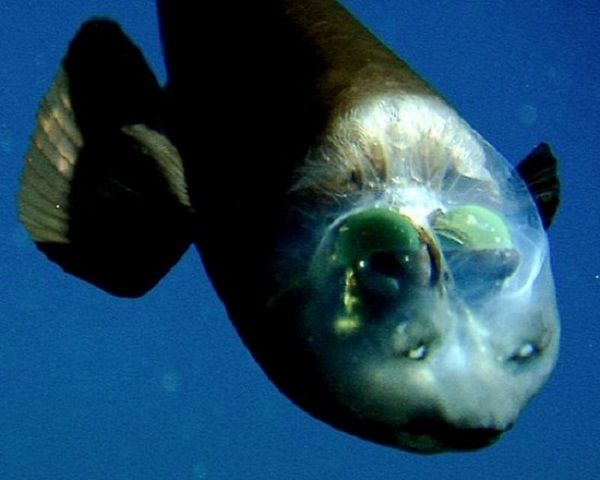 Pacific Barreleye, o peixe bizarro com a cabeça transparente (FOTO e VÍDEO)