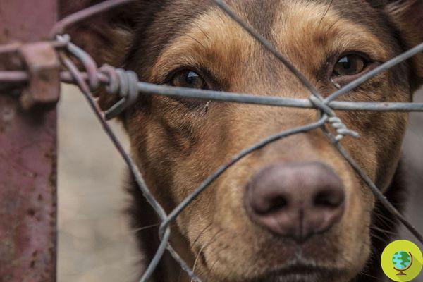 Trump signed the law making animal cruelty a federal crime