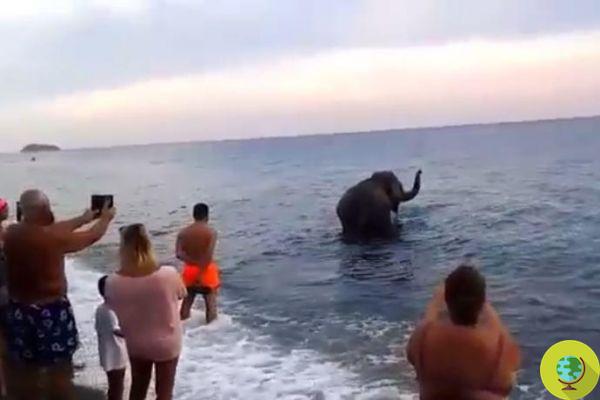 Toute la vérité sur le canular (présumé) de l'éléphant de cirque se baignant dans la mer en Calabre