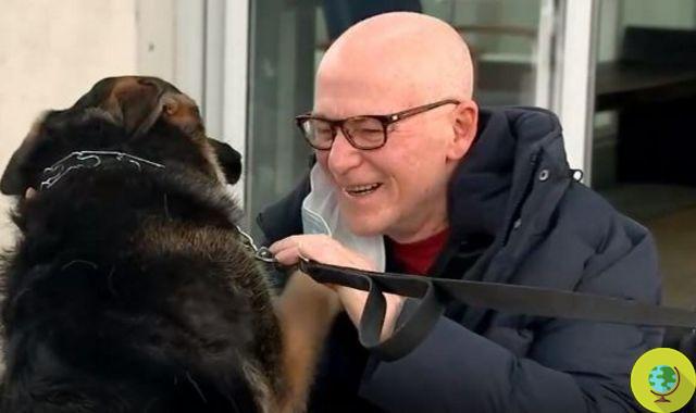 Le héros du berger allemand qui a sauvé son ami humain d'un accident vasculaire cérébral