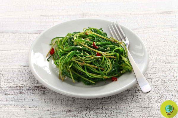 Agretti time! 5 tricks and 5 mistakes not to make to cook them perfectly