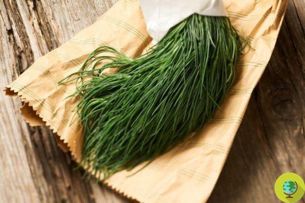 Agretti time! 5 tricks and 5 mistakes not to make to cook them perfectly