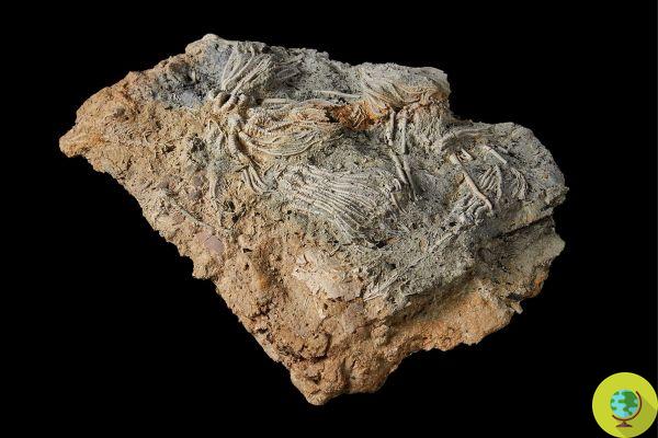 A Pompeia do período Jurássico devolve milhares de fósseis de estrelas do mar e outros animais marinhos