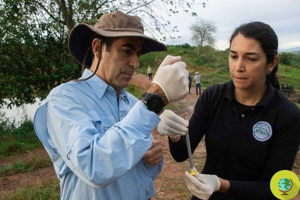 Los hipopótamos de Pablo Escobar no serán sacrificados, Colombia inicia proyecto piloto para esterilizarlos