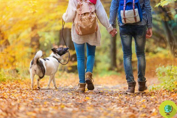 Walking: The beneficial effects on the brain and memory are extraordinary, the study