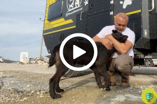 Este empresário largou tudo para dar uma volta em sua van e alimentar os cães vadios