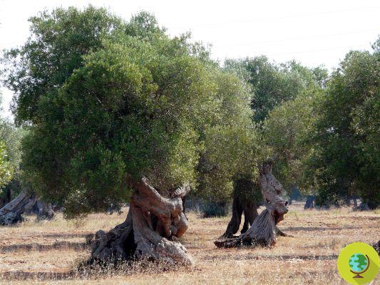 Are the olive trees of Salento really in danger due to a bacterium?