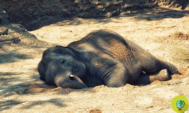 Sentencia histórica en Congo: cazador furtivo condenado a 30 años de prisión por matar 500 elefantes