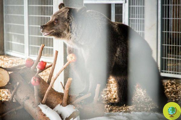 Jambolina, a ursa mais solitária do mundo e trancada em um circo a vida toda, está de graça!