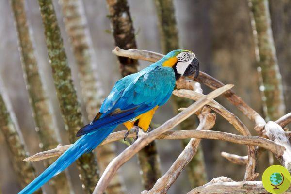 Rio de Janeiro's last wild macaw parrot feels lonely, walks into the zoo to see his fellows