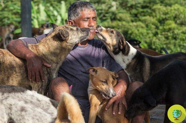 Dois mil cães correm o risco de morrer, o abrigo durará apenas duas semanas antes de fechar no Sri Lanka