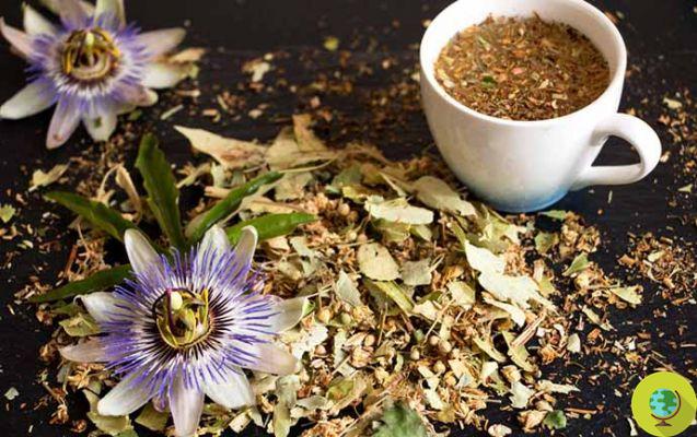 Passionflower purple, the plant that can reduce anxiety and insomnia in just 30 minutes