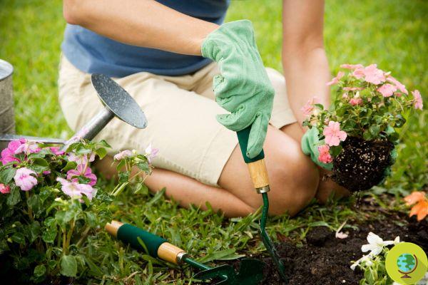 A jardinagem é terapêutica: promove a saúde e ajuda a curar feridas mentais e emocionais