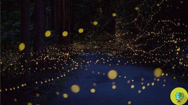 The forest enchanted by fireflies: the splendid images of Tsuneaki