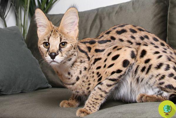 Pareja compra online (a alto precio) un gato Savannah, pero recibe un tigre de Sumatra