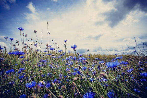 Cornflower: how to grow it, maintenance and care