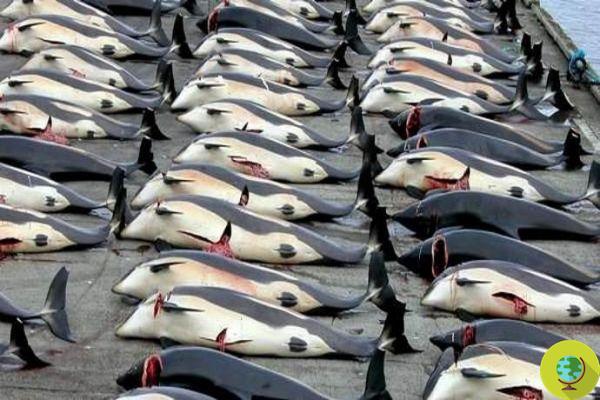 Chasse à la baleine : le massacre recommence en Islande (VIDEO)