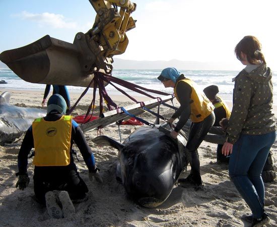 Resgate da manada de baleias encalhadas na costa da Nova Zelândia é difícil