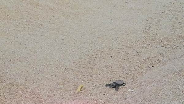 The sad fate of the turtles who mistaken the asphalt for the sea 