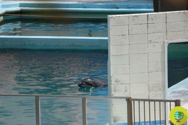 The aquarium closes, but the animals remain prisoners: there is also Honey, the loneliest dolphin in the world (PETITION)
