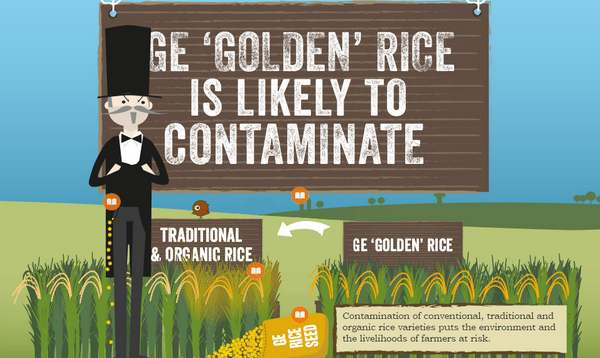 108 Prêmios Nobel a favor dos transgênicos: o arroz trans é realmente a solução para a fome no mundo? (VÍDEO)