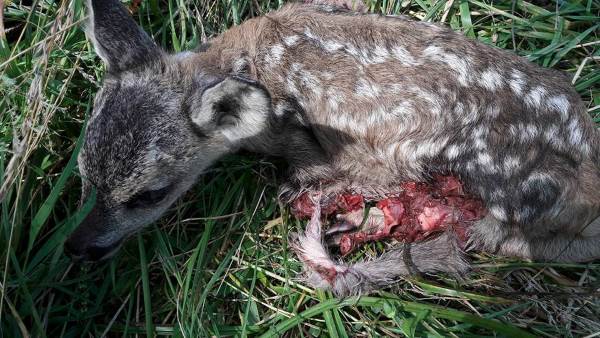 Bambi corre peligro: 14 cachorros de corzo segados en Véneto durante la siega (IMÁGENES FUERTES)