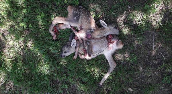 Bambi corre peligro: 14 cachorros de corzo segados en Véneto durante la siega (IMÁGENES FUERTES)
