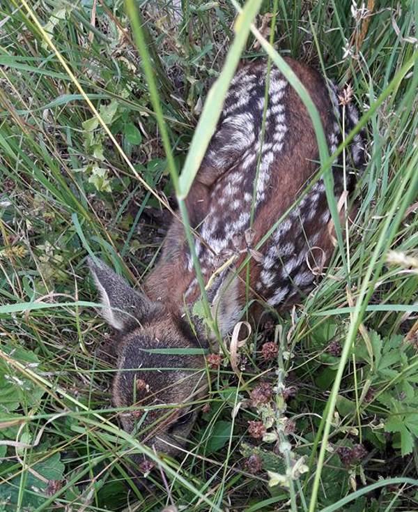 Bambi está em perigo: 14 filhotes de corça ceifados no Veneto durante a fenação (IMAGENS FORTES)