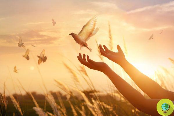 Observar pájaros, la nueva fórmula de la felicidad
