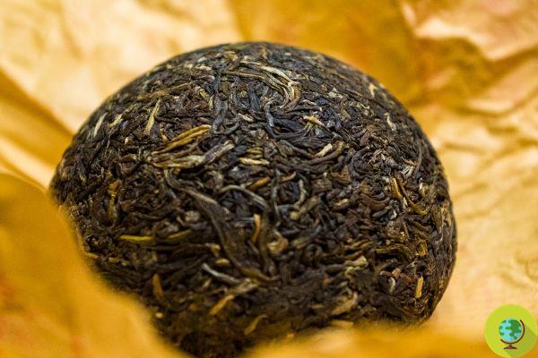 Pu-Erh tea: the benefits you do not expect and how to prepare the ancient fermented tea