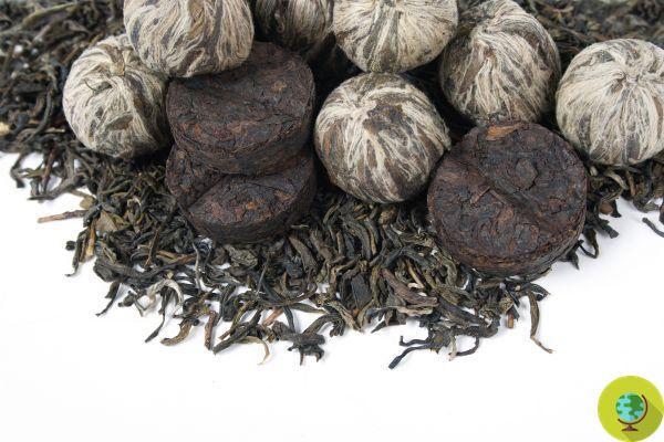 Thé Pu-Erh: les bienfaits auxquels vous ne vous attendez pas et comment préparer l'ancien thé fermenté