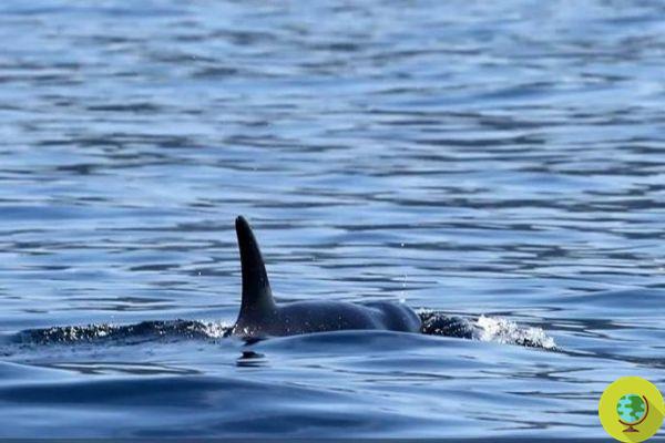 Scarlet, el rescate desesperado de la joven orca desnutrida está en marcha