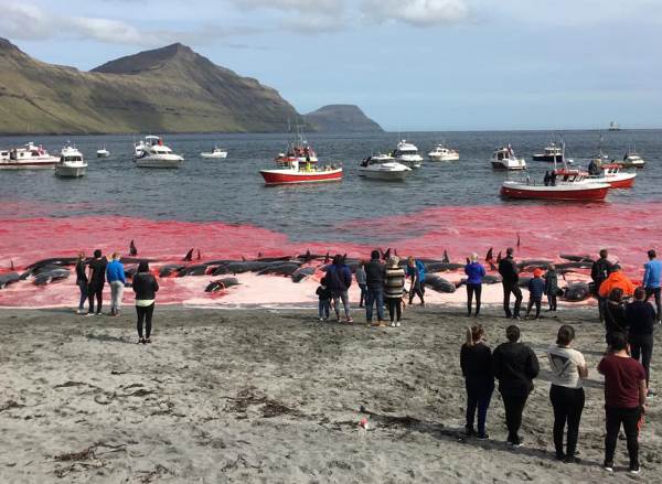 Grindadráp: o abate de cetáceos recomeça nas Ilhas Faroé 