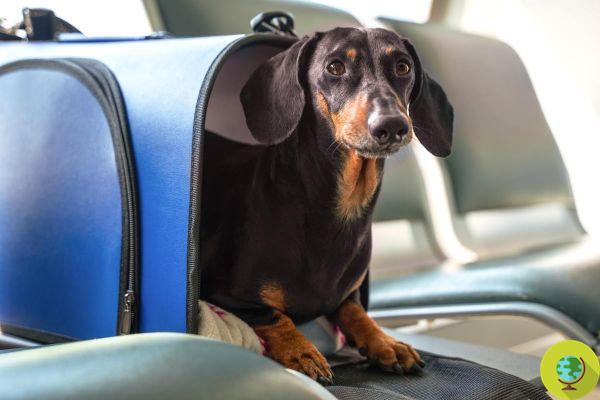 No more animals in the hold of planes! Colombia towards the law that will allow dogs and cats to travel in the cabin