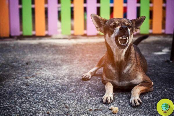 Les chiens ont tendance à rester à l'écart des personnes mauvaises et négatives : étude