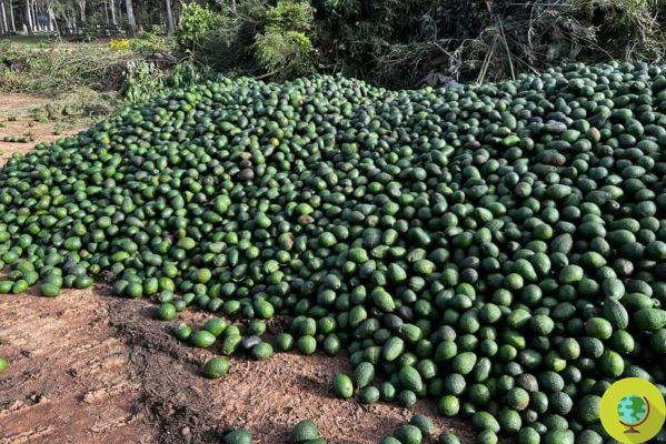 These tons of avocados will never make it to the tables - they are left on the ground to rot