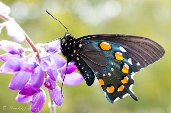 L'homme qui sauve les papillons de Californie de l'extinction dans son jardin (PHOTO)