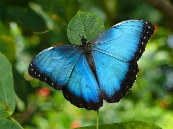 The man who is saving California butterflies from extinction in his garden (PHOTO)