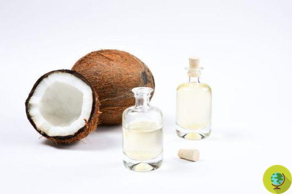 O óleo de coco é veneno puro de acordo com este professor de Harvard (VÍDEO)