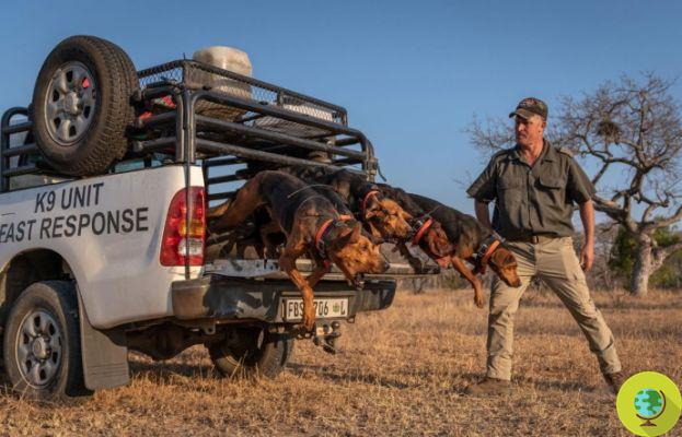 Estes cães de caça estão salvando rinocerontes da caça furtiva