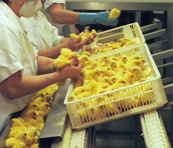 Would you be a chick breeder for 55 euros a year? (VIDEO)