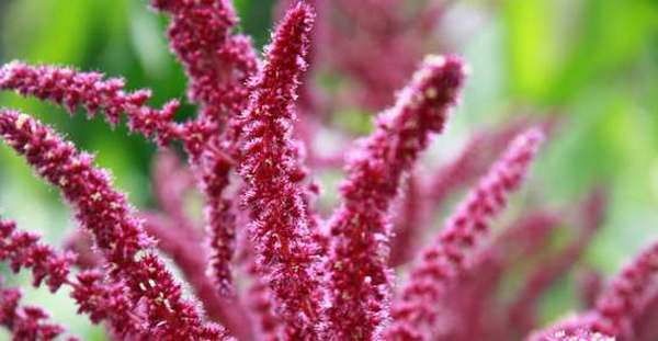 Amaranth, the executioner plant that attacks Monsanto's GM crops
